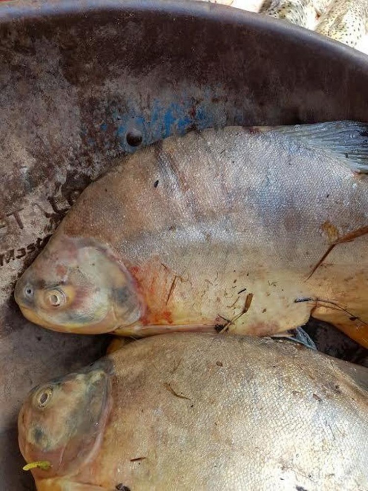 Normatização da Pesca Esportiva pode auxiliar no combate a pesca predatória no Amazonas