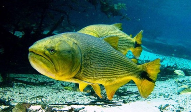 Assembleia legislativa realiza debate sobre a  proibição da pesca do dourado nos rios do Mato Grosso do Sul.
