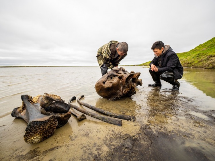 Na Russia é encontrado esqueleto bem preservado de mamute